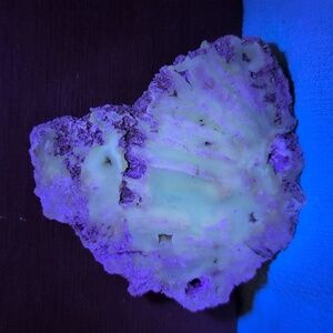 Agatized Coral #38